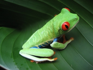 Costa Rica, biodiversidad en su máxima expresión